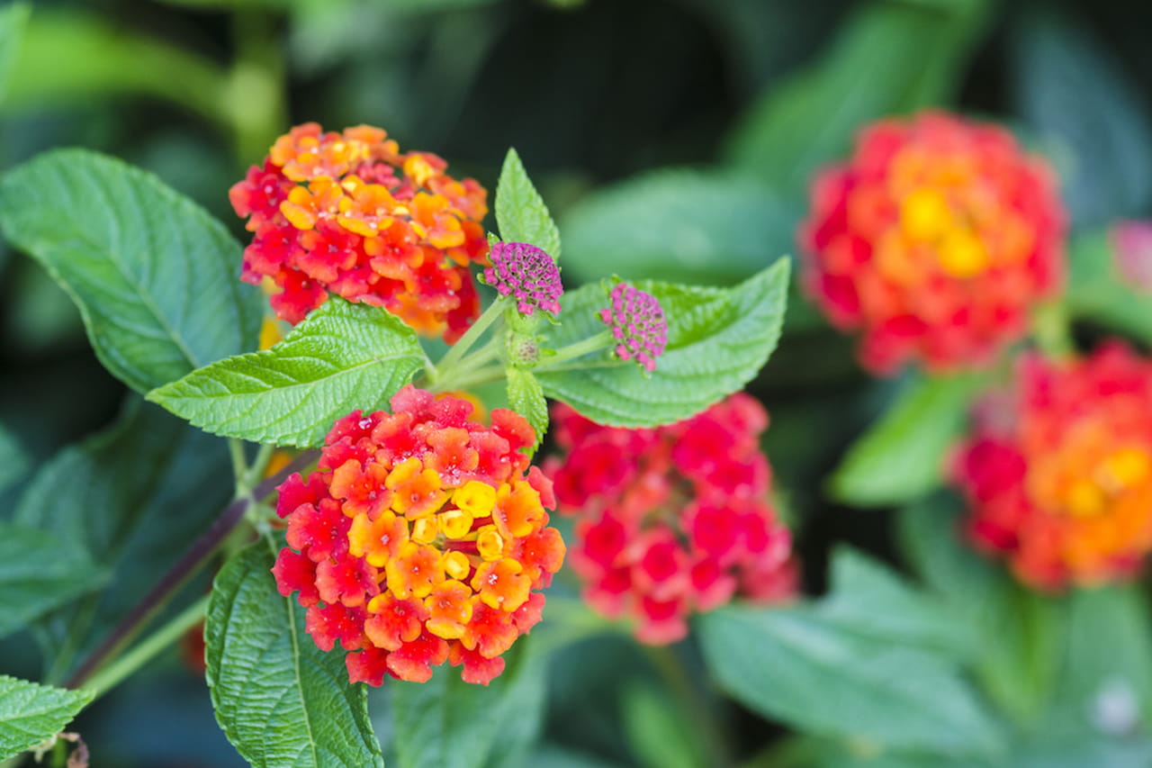 Pianta da appartamento con fiori gialli: verde insieme web. piante ... Vetrinette conforama