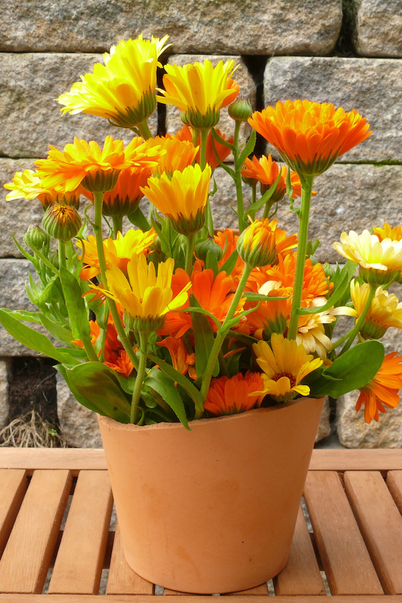 Piante da balcone: belle, utili e profumate Piante e fiori da terrazzo