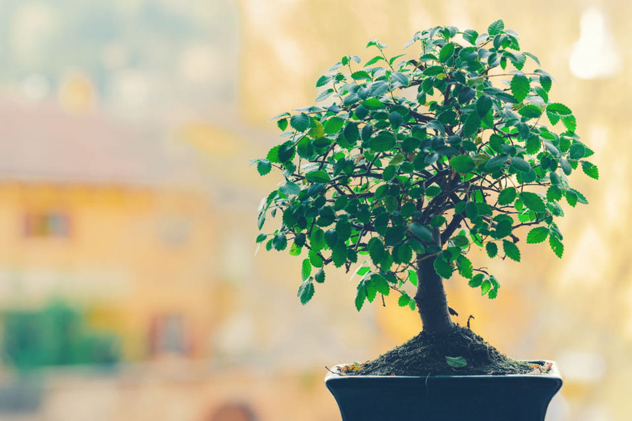 Bonsai il rinvaso