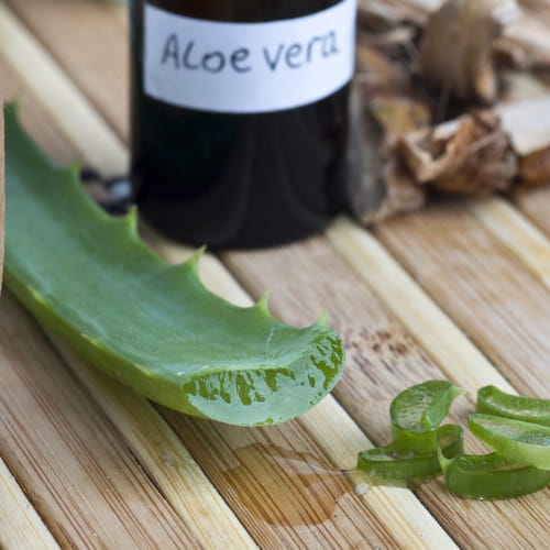 Os benefícios da aloe vera Os benefícios da aloe vera